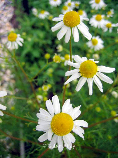 Matricaria recutita