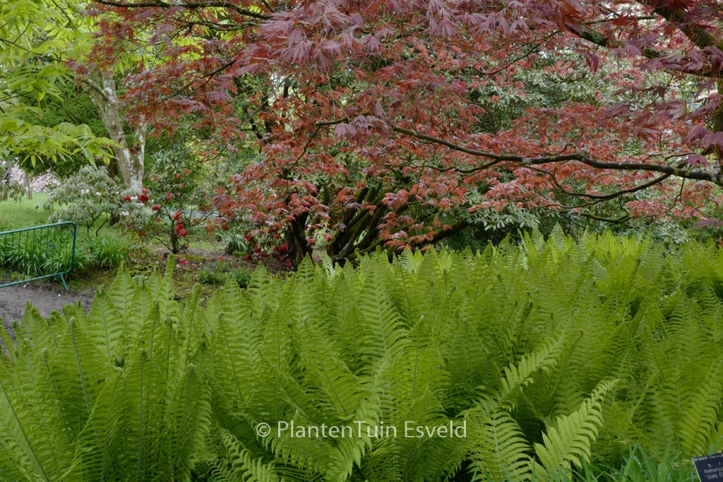 Matteuccia struthiopteris