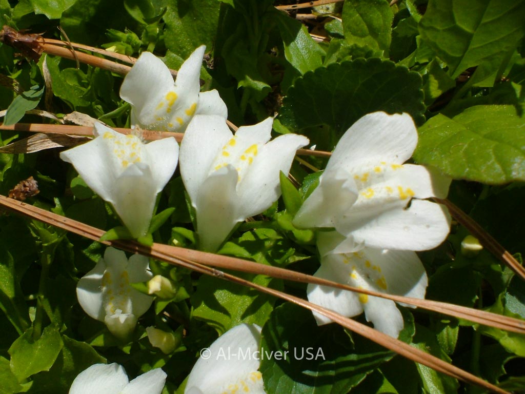 Mazus reptans ‘Albus’