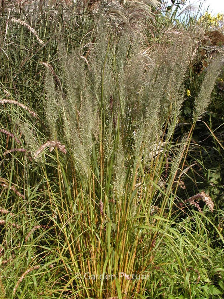 Melica altissima ‘Atropurpurea’