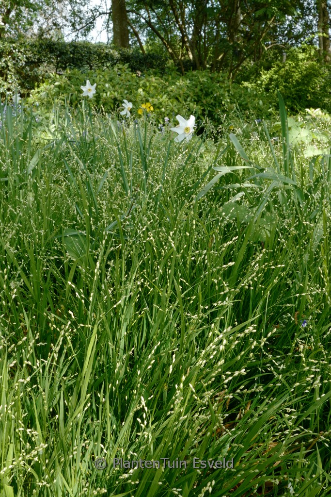 Melica uniflora