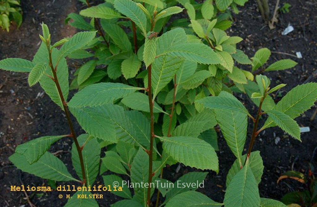 Meliosma dillenifolia