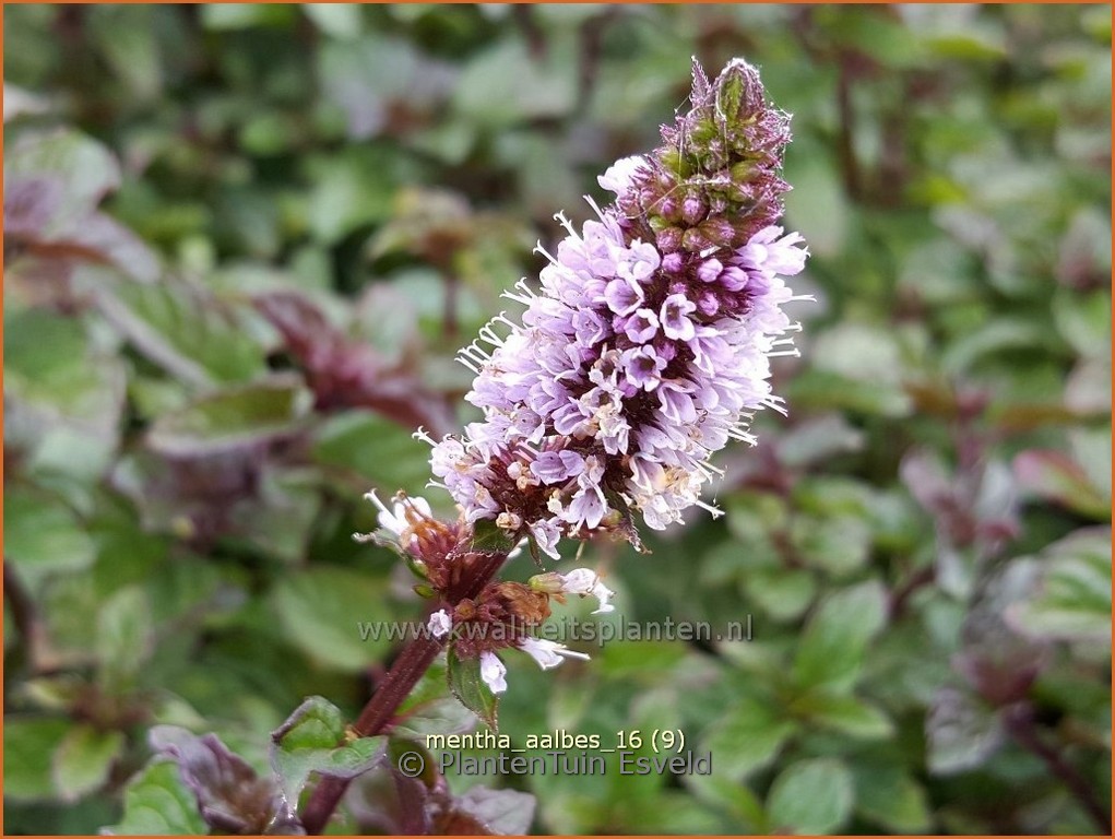 Mentha ‘Blackcurrant’