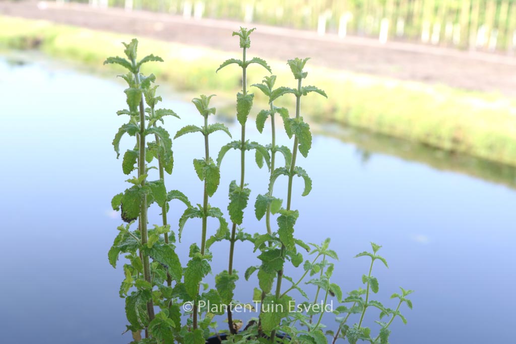 Mentha arvensis ‘Strawberry’