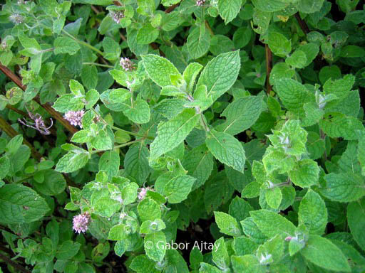 Mentha longifolia