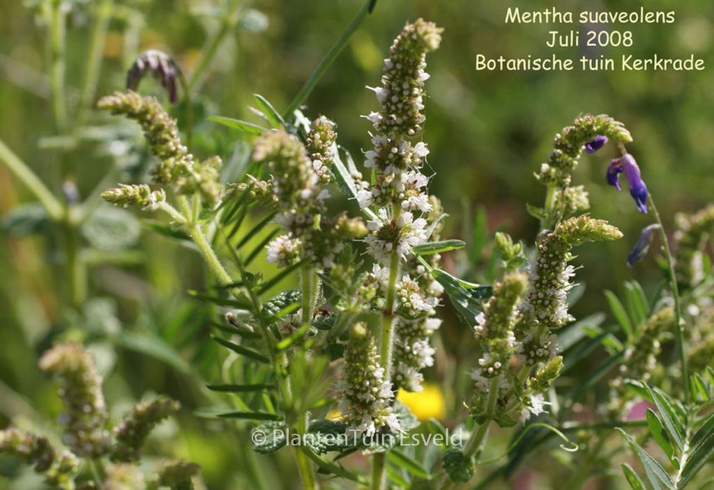 Mentha suaveolens