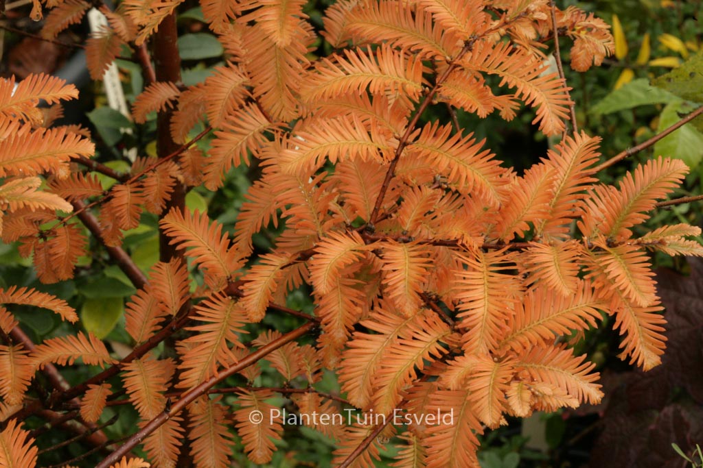 Metasequoia glyptostroboides ‘Chubby’