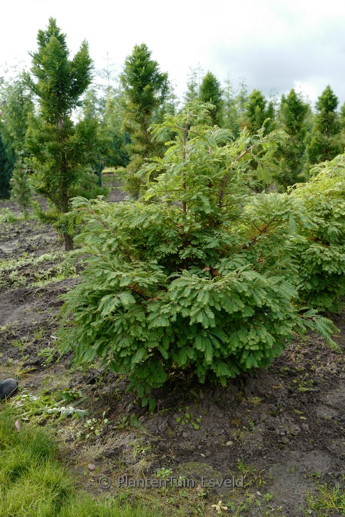 Metasequoia glyptostroboides ‘Hamlet’s Broom’