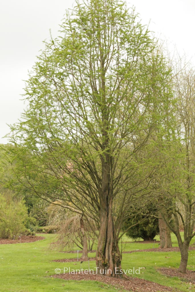 Metasequoia glyptostroboides ‘Waasland’