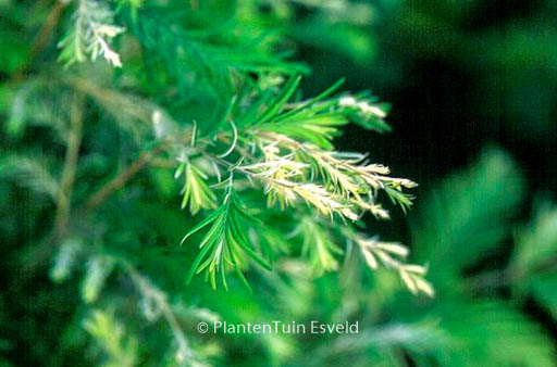 Metasequoia glyptostroboides ‘White Spot’