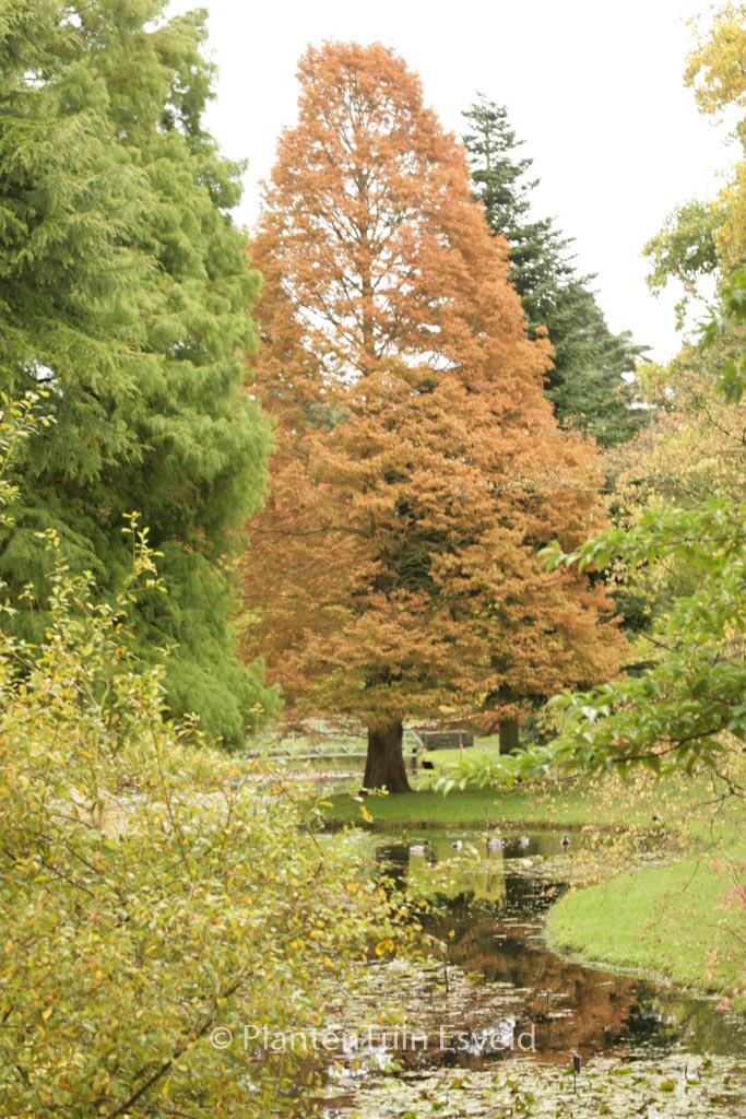 Metasequoia glyptostroboides