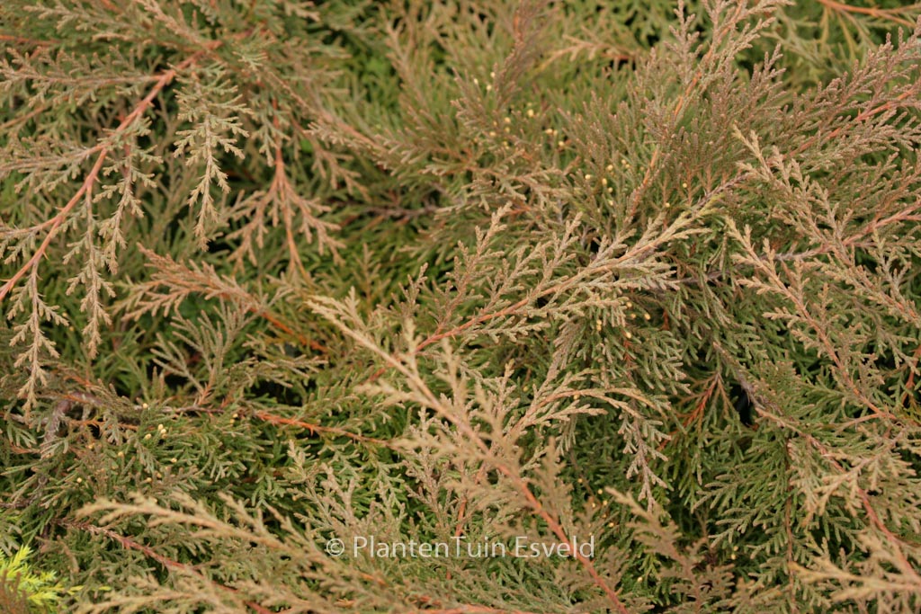 Microbiota decussata