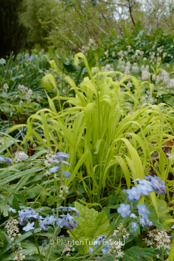 Milium effusum ‘Aureum’