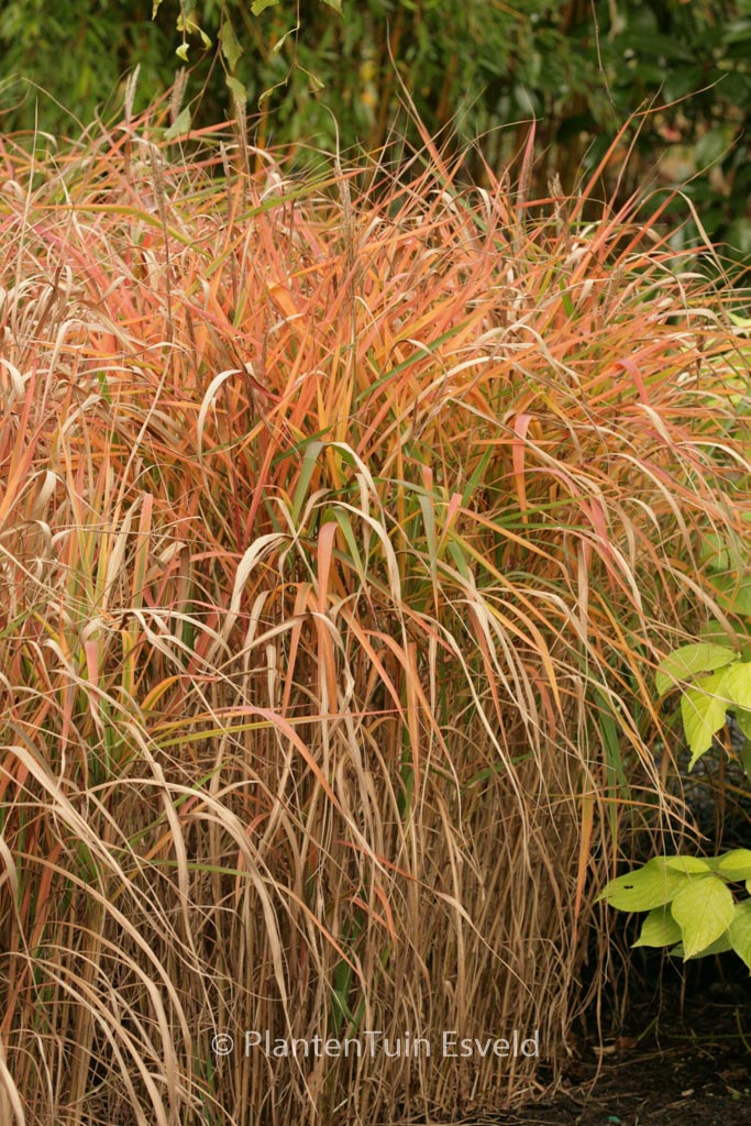 Miscanthus ‘Purpurascens’