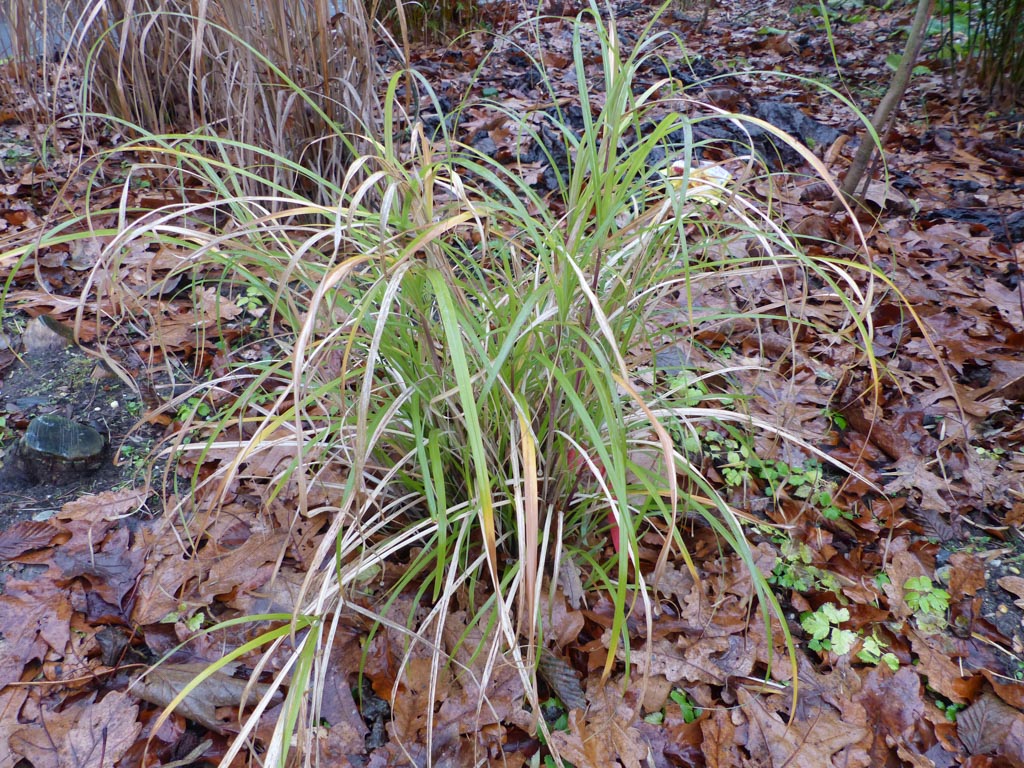 Miscanthus flavidus ‘Taiwan’