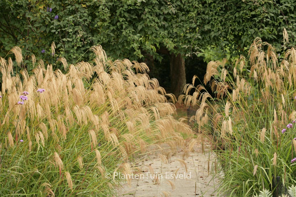 Miscanthus nepalensis