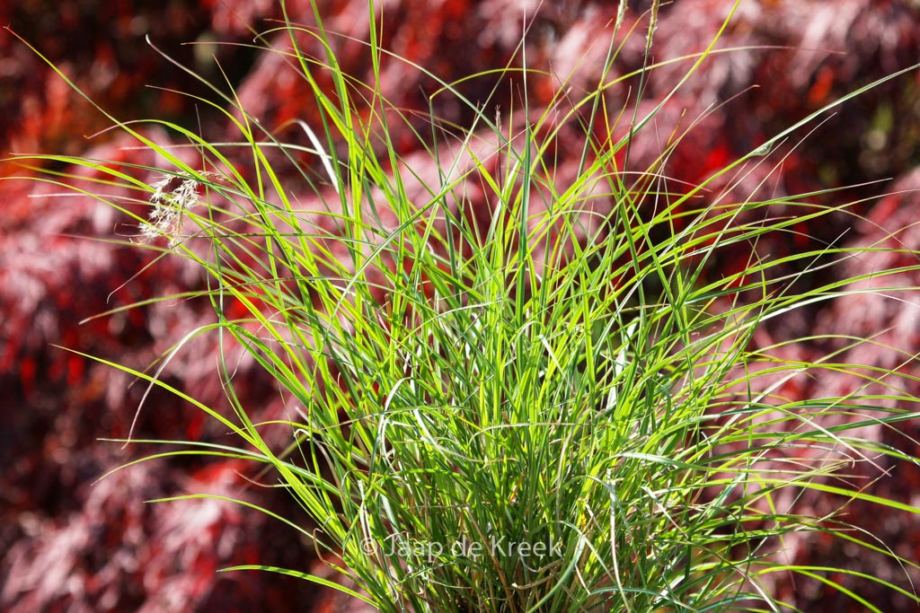 Miscanthus sinensis ‘Adagio’