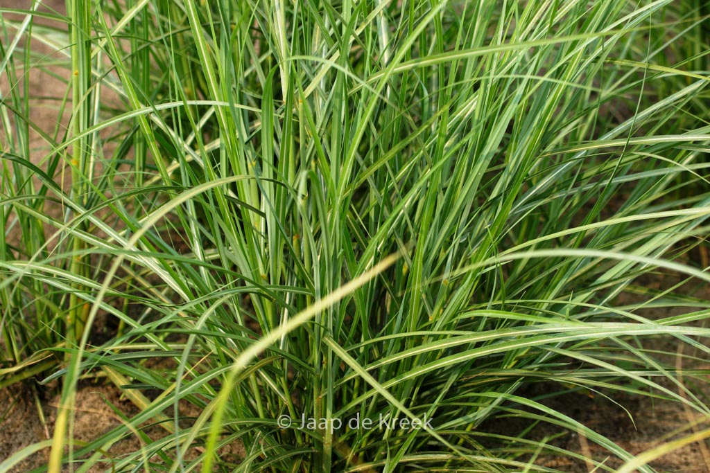 Miscanthus sinensis ‘Apache’