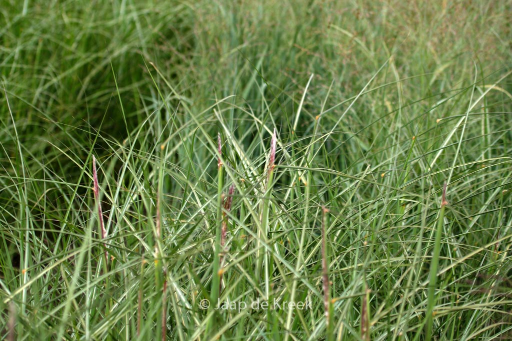 Miscanthus sinensis ‘Dread Locks’