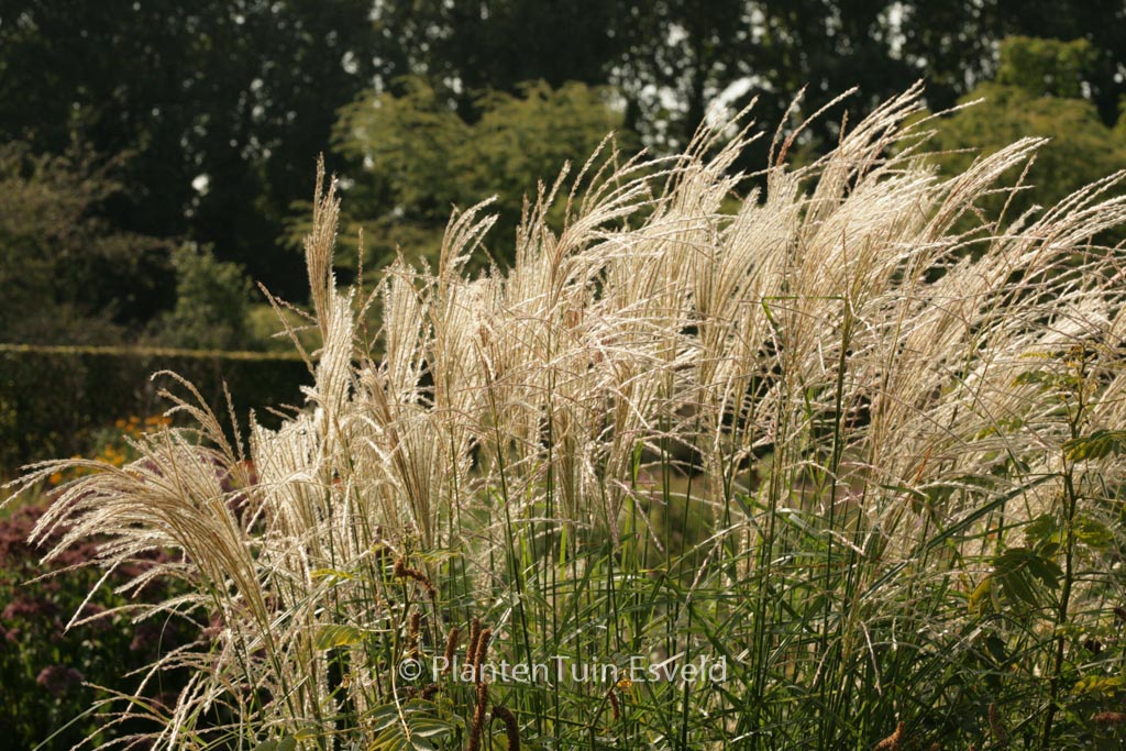 Miscanthus sinensis ‘Dronning Ingrid’