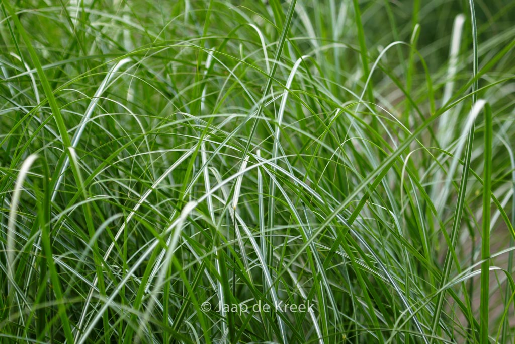 Miscanthus sinensis ‘Federweisser’