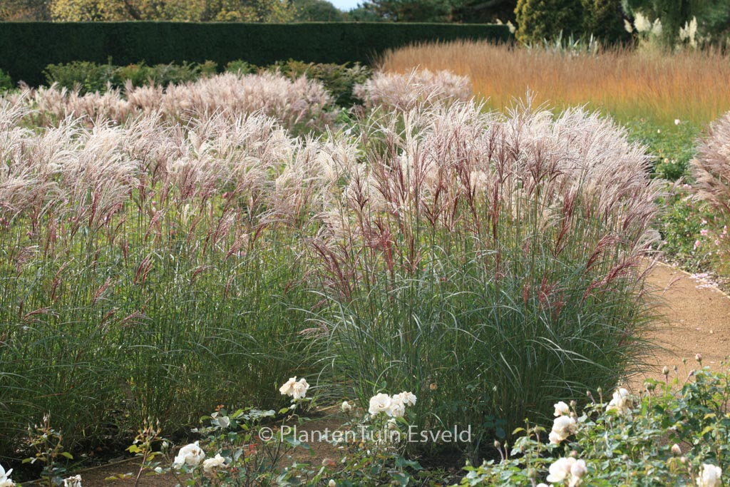Miscanthus sinensis ‘Ferner Osten’