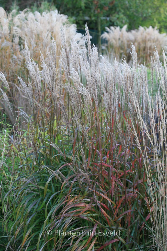 Miscanthus sinensis ‘Ghana’