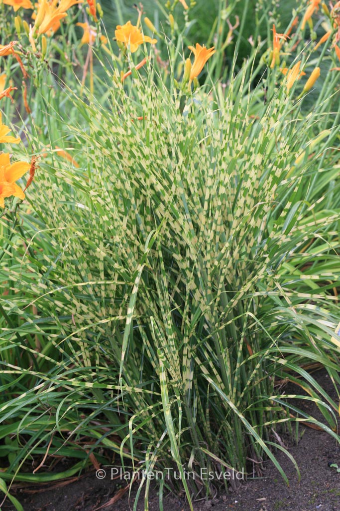 Miscanthus sinensis ‘Gold Bar’