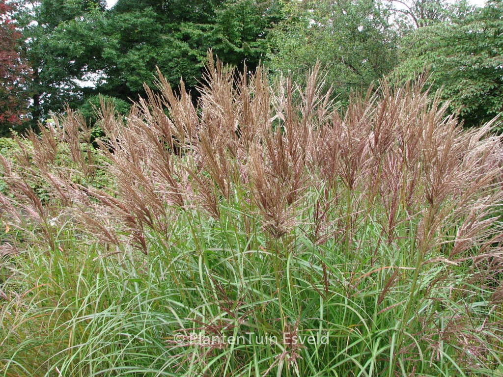 Miscanthus sinensis ‘Graziella’