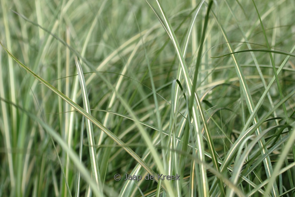 Miscanthus sinensis ‘Grosse Fontäne’