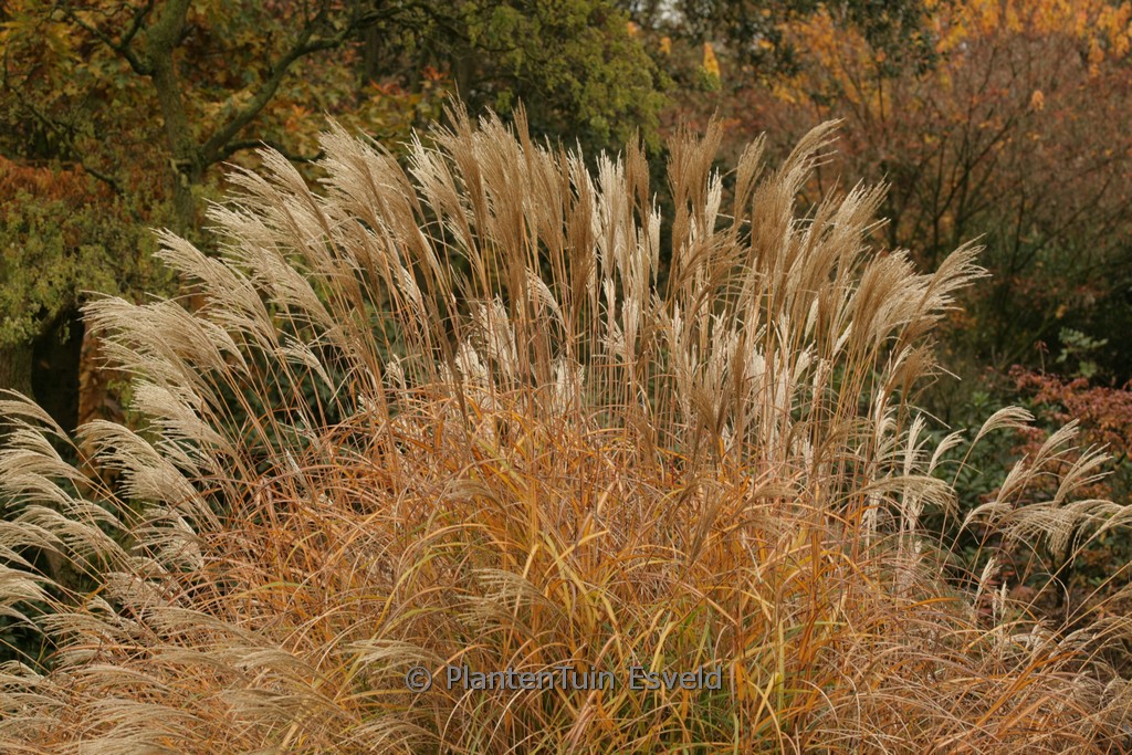 Miscanthus sinensis ‘Hermann Müssel’