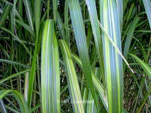 Miscanthus sinensis ‘Jubilar’