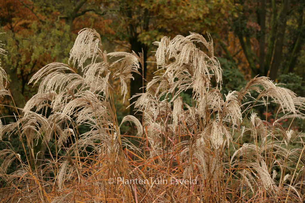 Miscanthus sinensis ‘Kaskade’