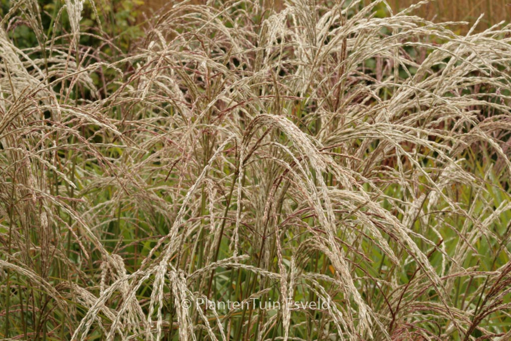 Miscanthus sinensis ‘Kleine Fontaene’
