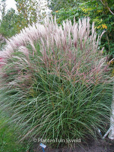 Miscanthus sinensis ‘Kleine Silberspinne’