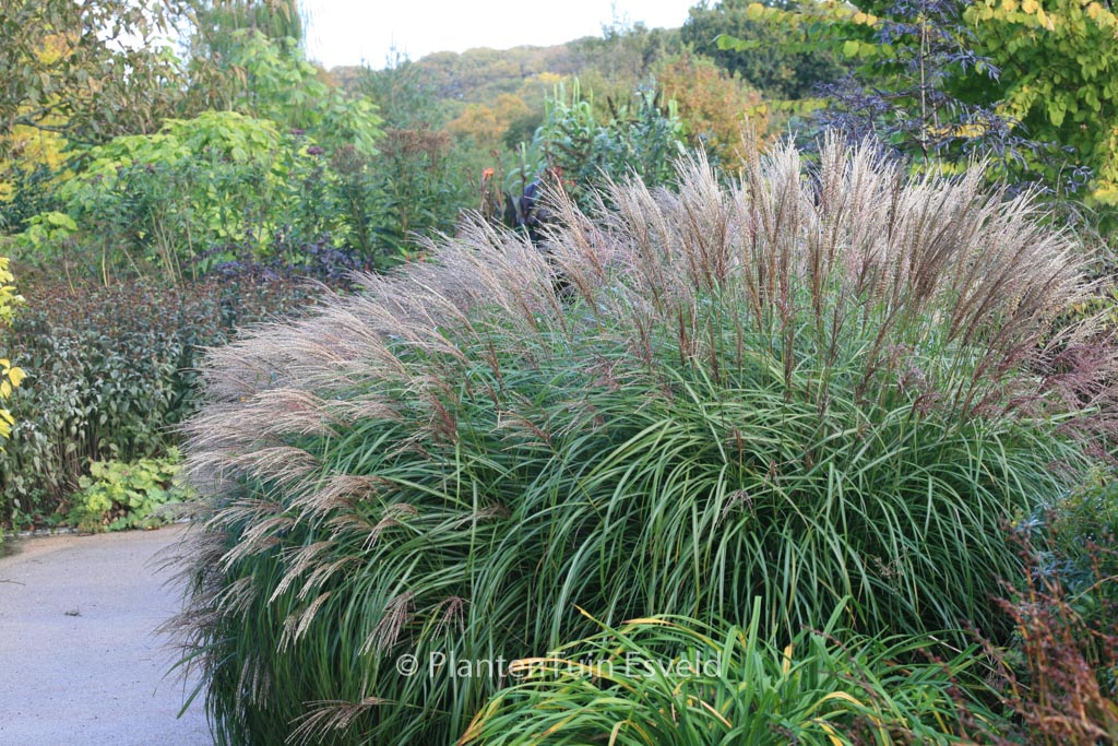 Miscanthus sinensis ‘Krater’