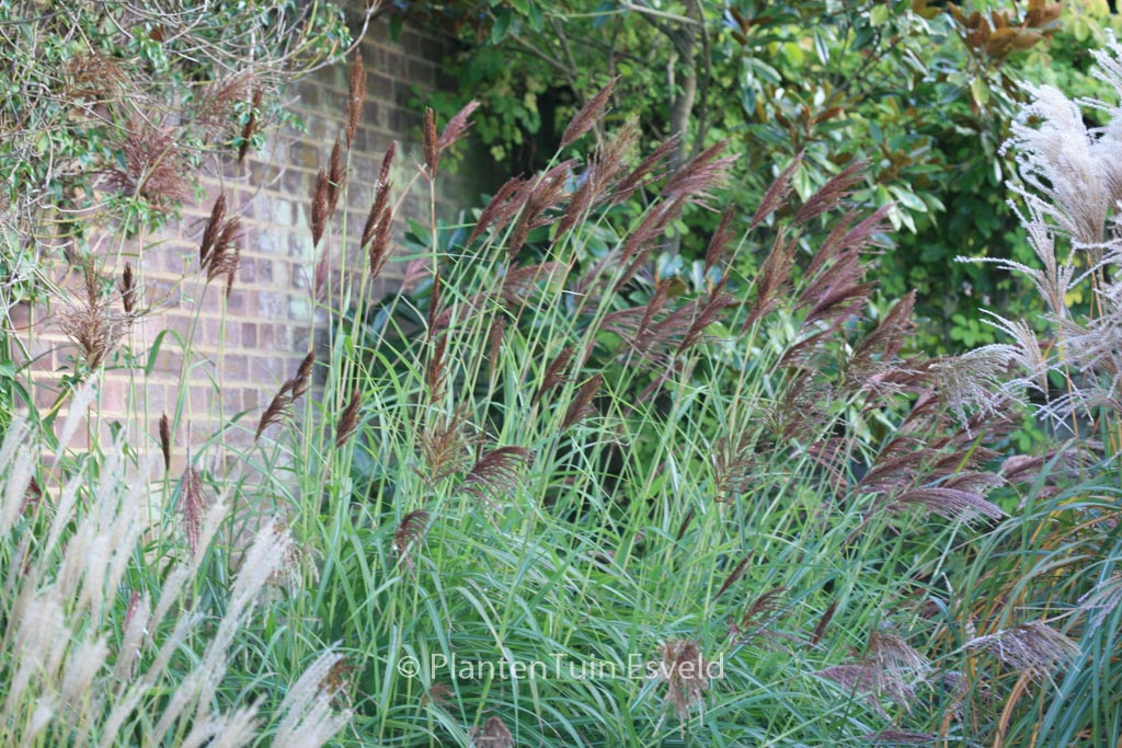 Miscanthus sinensis ‘Malepartus’