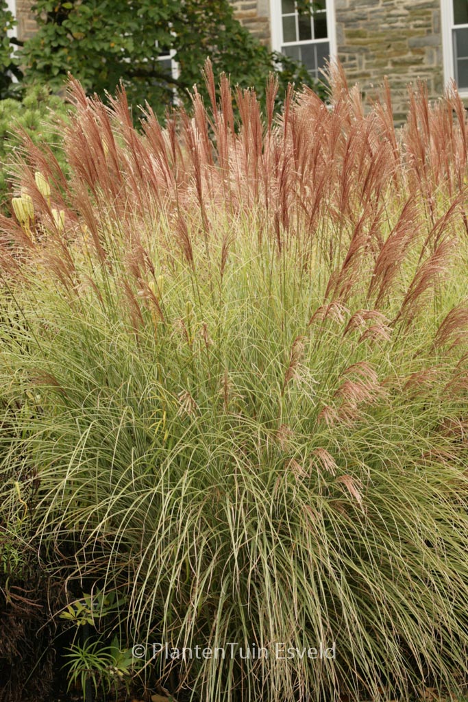 Miscanthus sinensis ‘Morning Light’