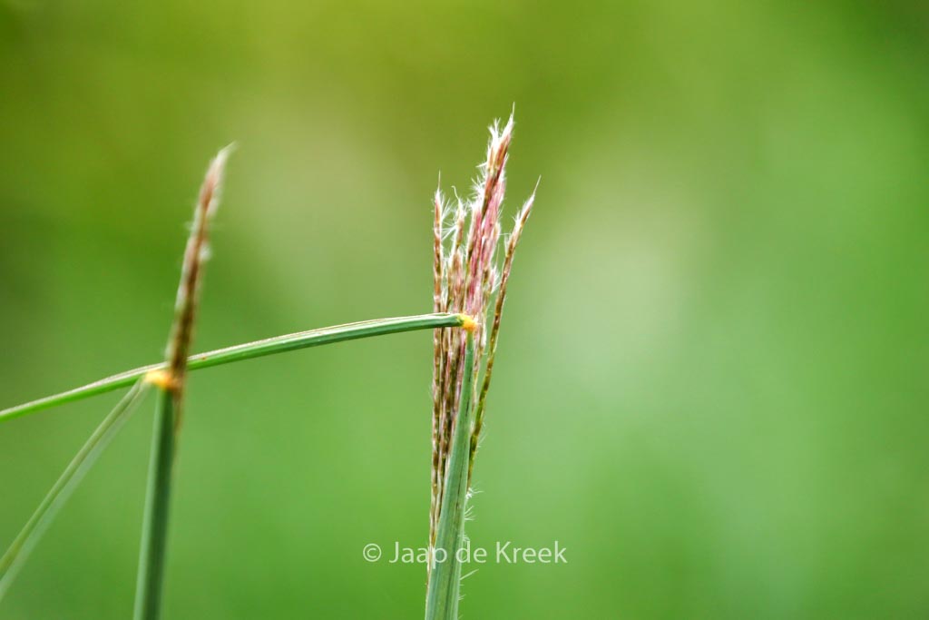 Miscanthus sinensis ‘Nippon’