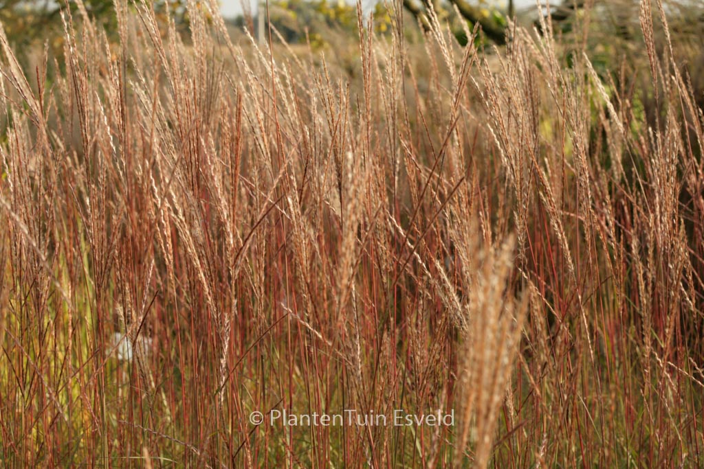 Miscanthus sinensis ‘Purple Fall’
