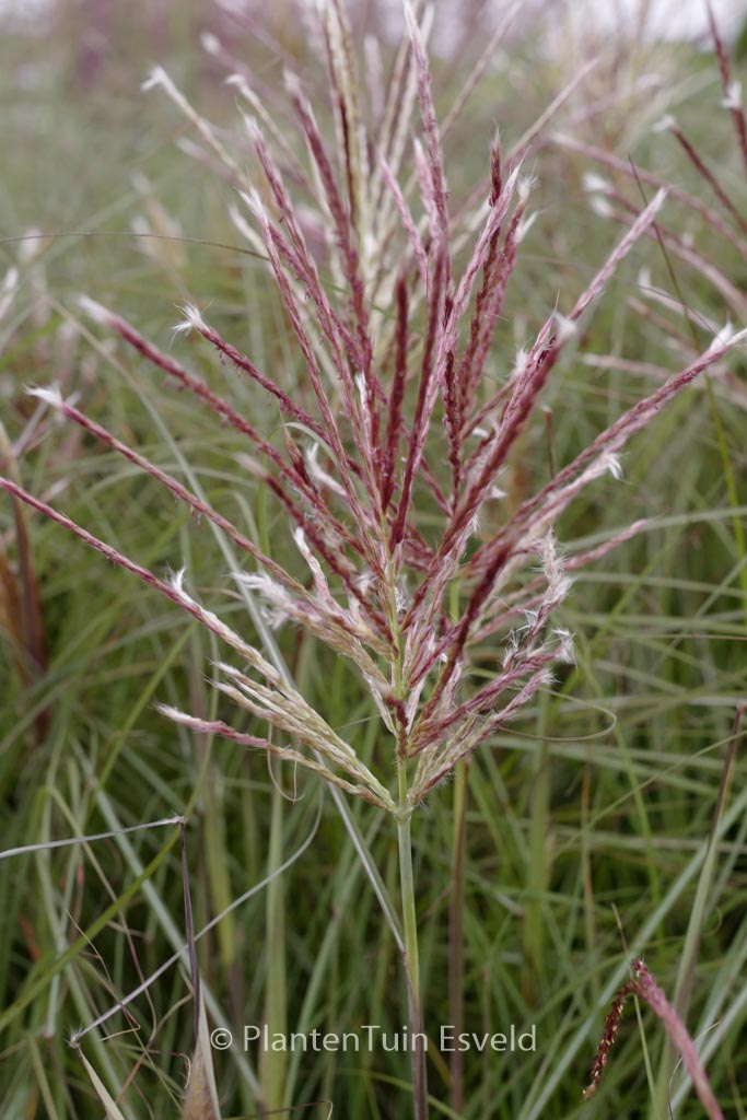Miscanthus sinensis ‘Red Chief’