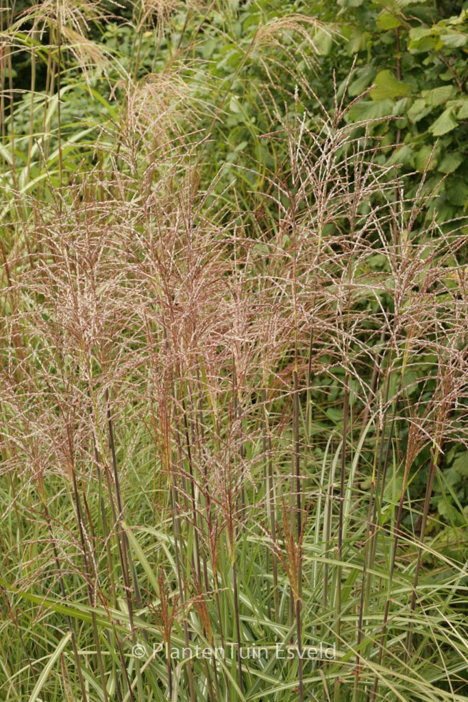 Miscanthus sinensis ‘Silberspinne’