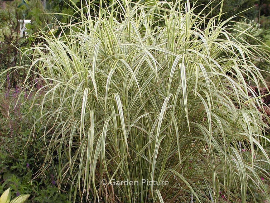 Miscanthus sinensis ‘Variegatus’