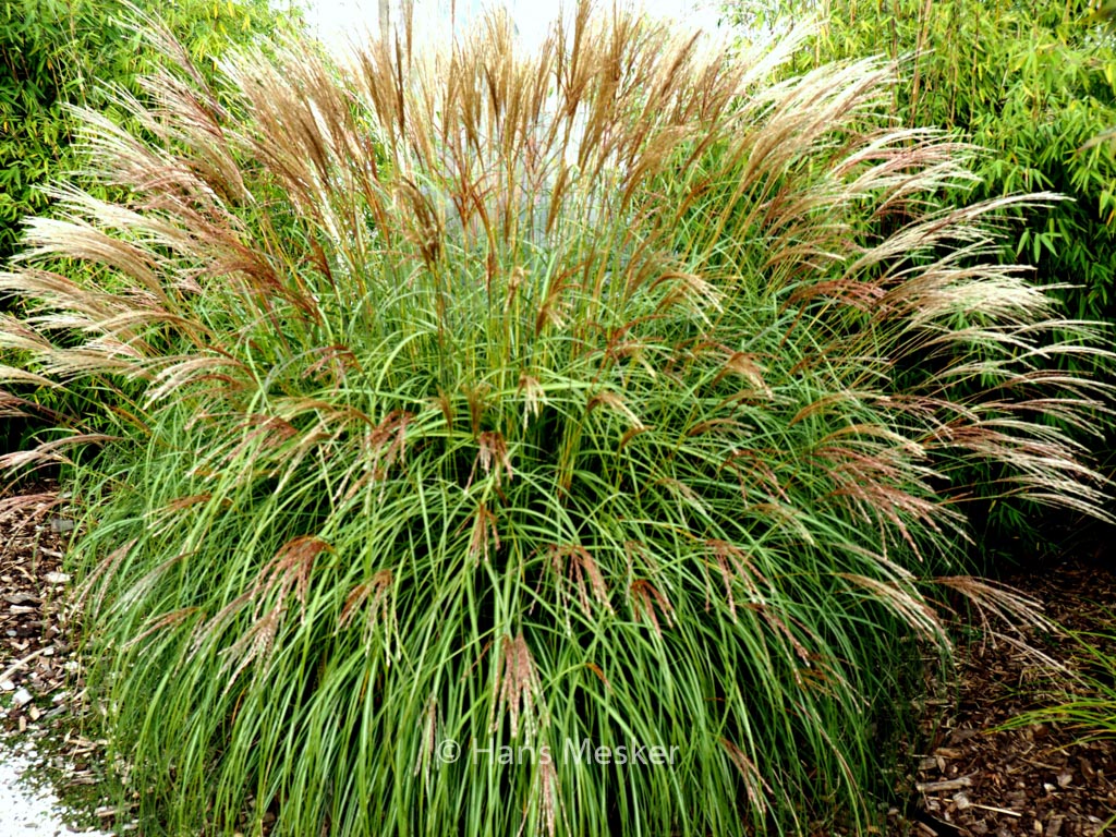Miscanthus sinensis ‘Yaka Dance’