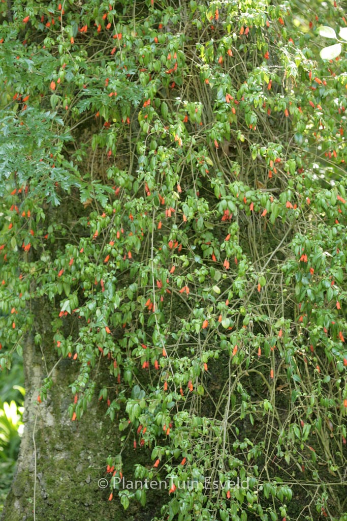 Mitraria coccinea