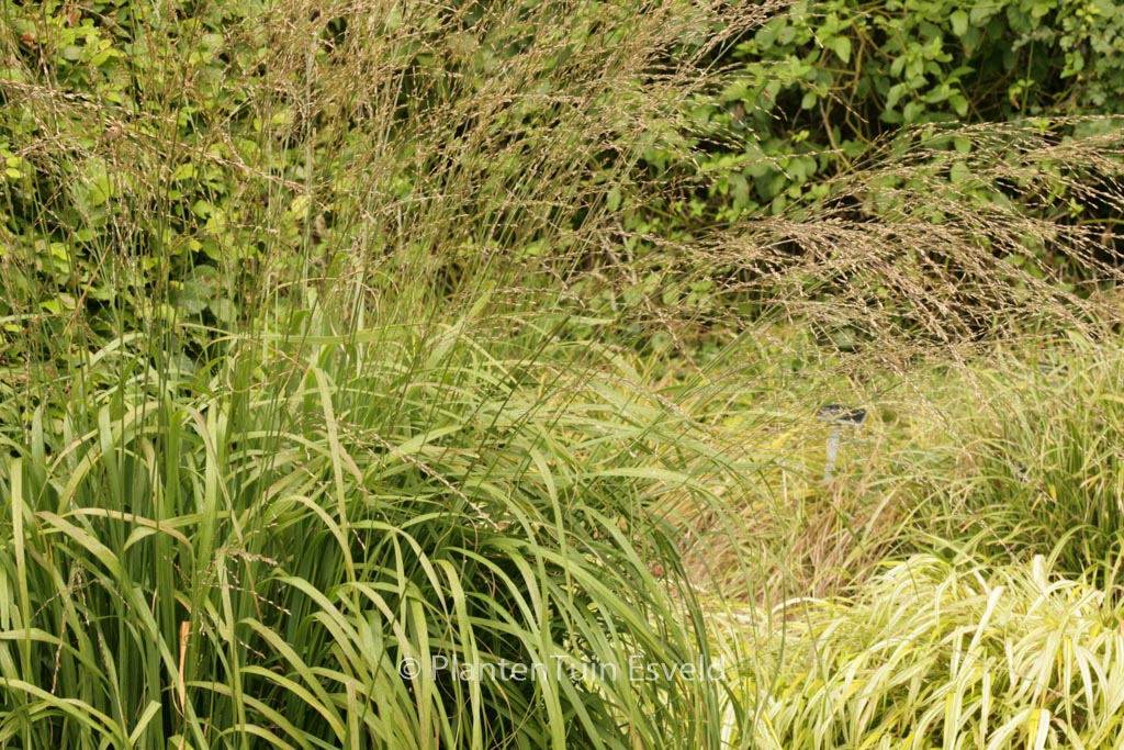 Molinia arundinacea ‘Cordoba’