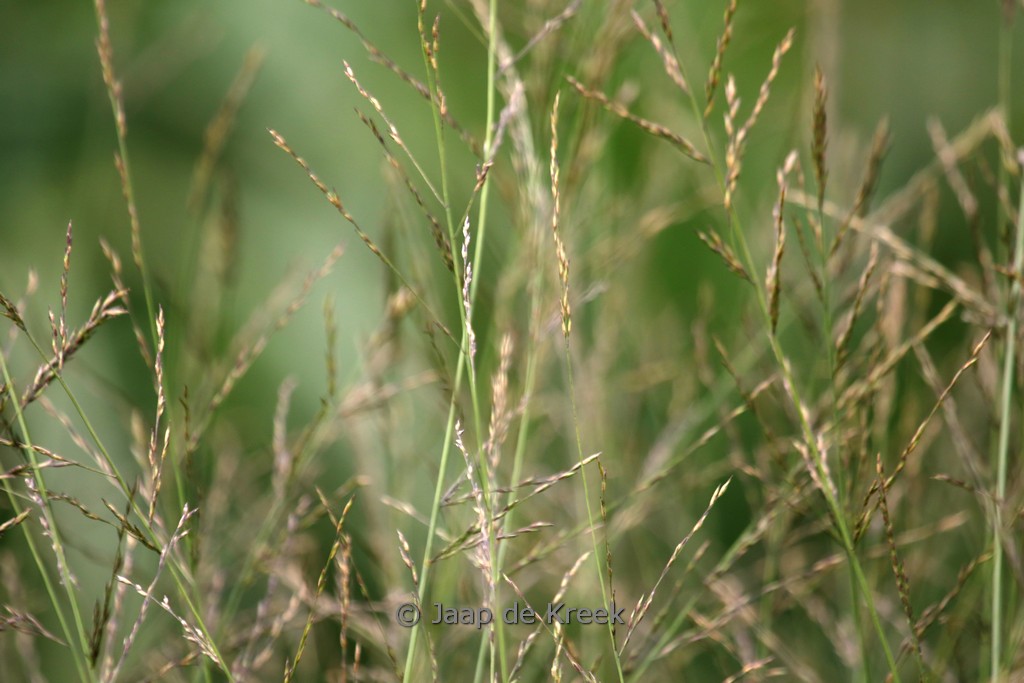 Molinia arundinacea ‘Fontäne’