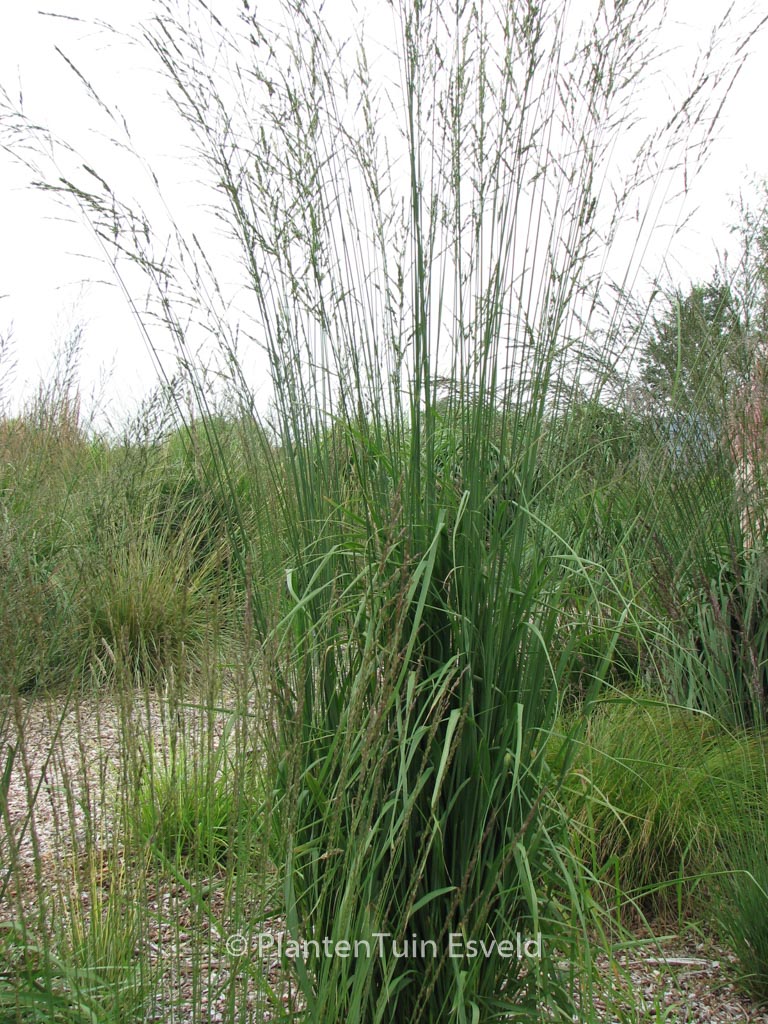 Molinia arundinacea ‘Windspiel’