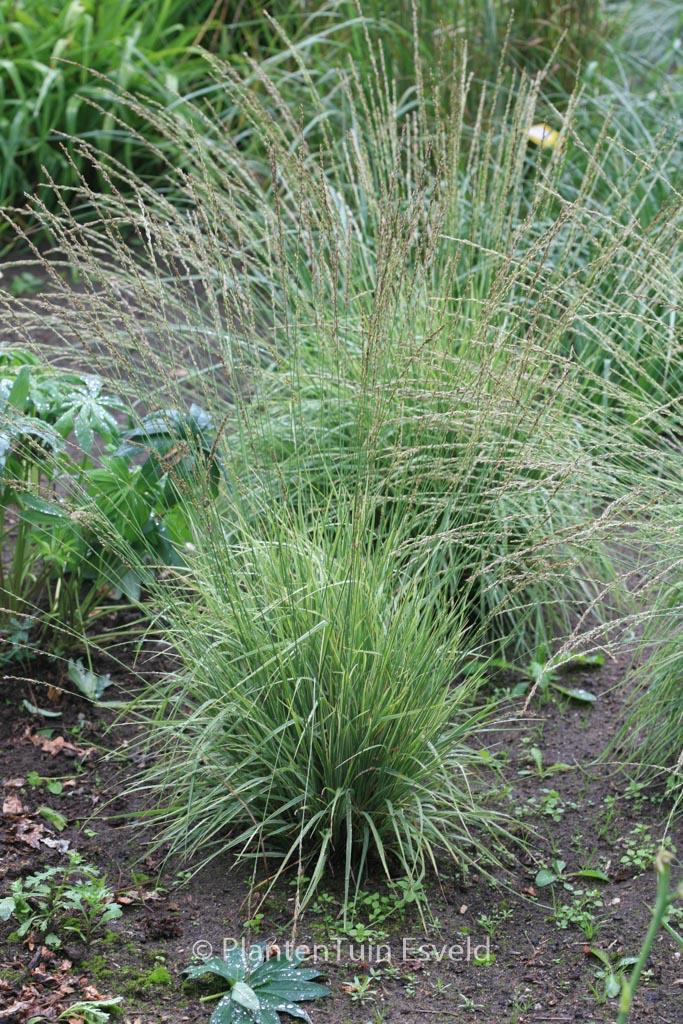 Molinia caerulea ‘Carmarthen’