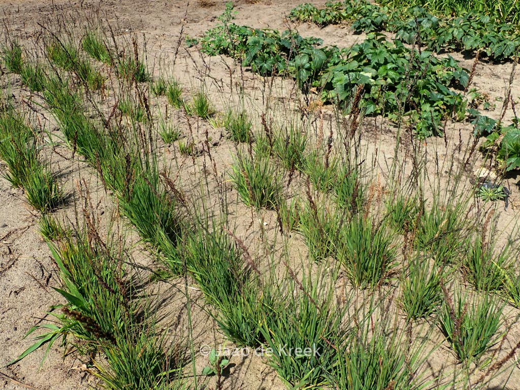Molinia caerulea ‘Heidezwerg’